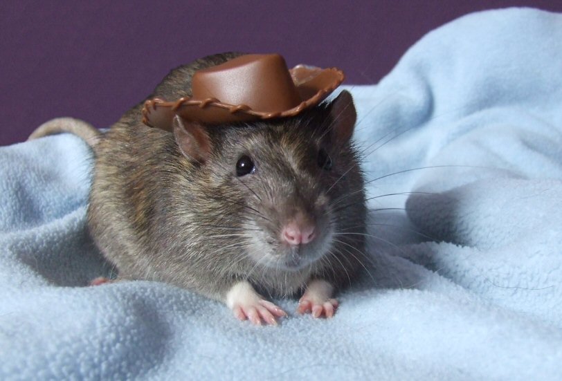 Robin - Cowboy hat