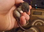 Rat - baby sleeping 2