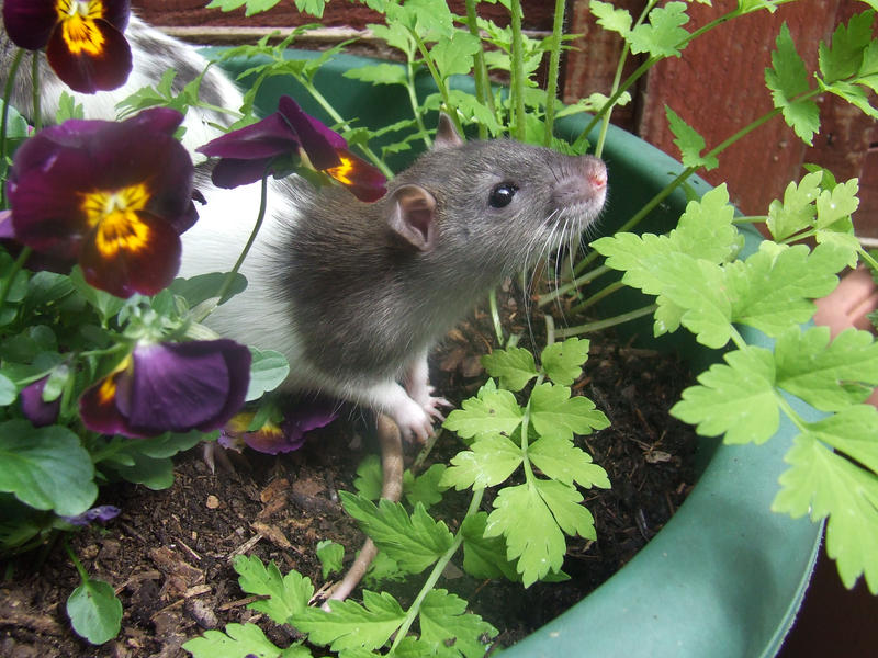 Rat - Flowers 2