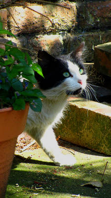 Prowling the urban forest