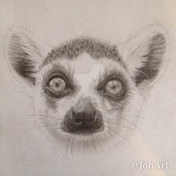 Lemur