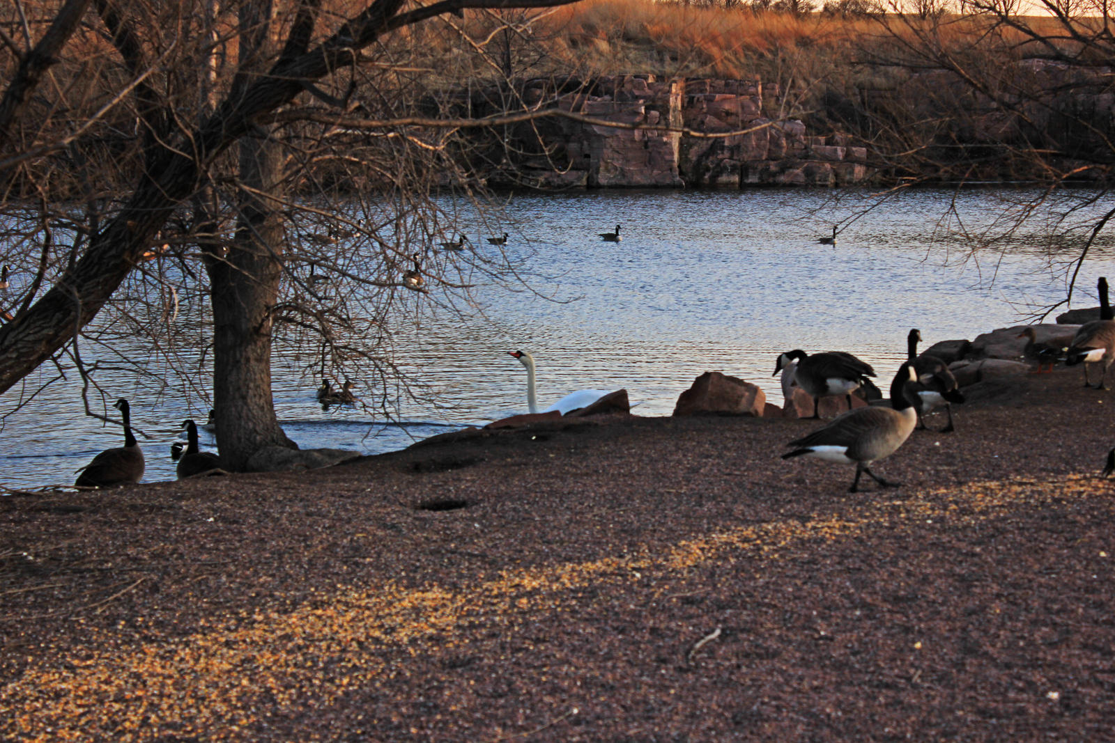 A Honking Afternoon