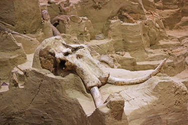 A Mammoth Skull