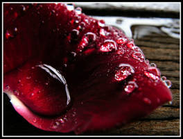 Blood Rose Petal