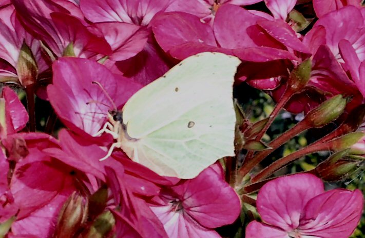 Brimstone Butterfly