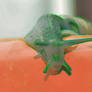 Green Snail