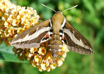 Bedstraw Hawk-moth 1