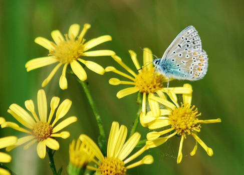 Common Blue in profile