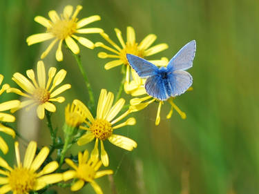 Common Blue