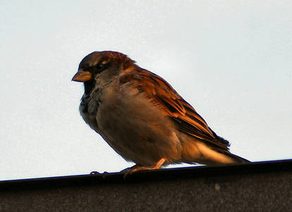 Cock Sparrow