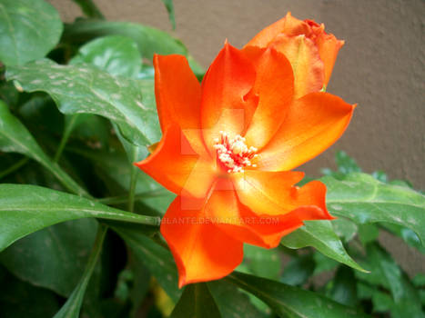 Loveliness orange