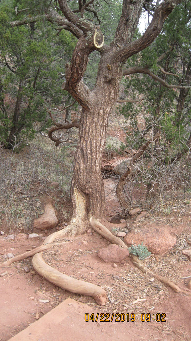 Garden of the Gods, CO - tree roots by roseofnirvana on DeviantArt