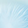 White Feather