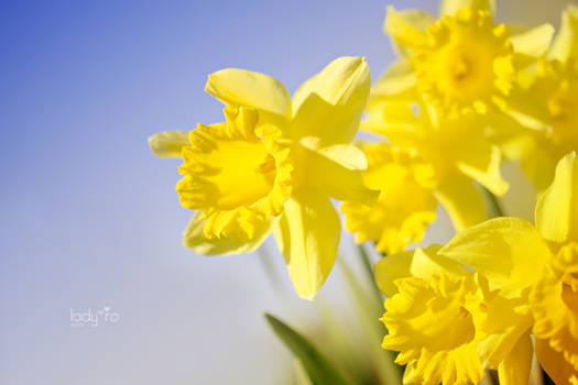 Daffodils