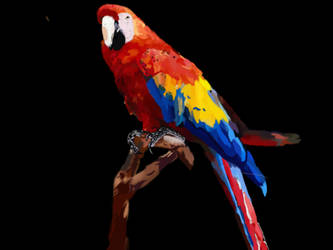 Parrot Dp