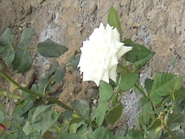 Colorless Rose The colorless rose by Deli-cate on DeviantArt