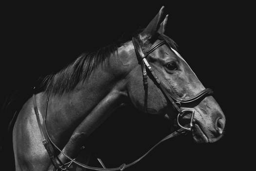 Thoroughbred Portrait