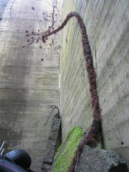 Vine From Stone