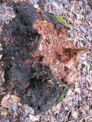 Colorful Stump