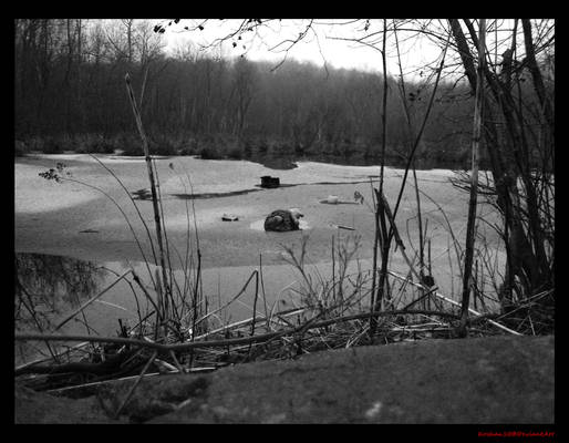 Lonely Bear Pond