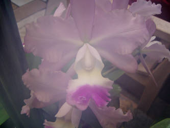 Flowers in a rainforest