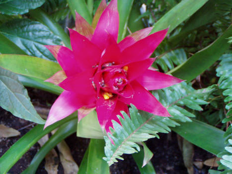 Pink Flowers