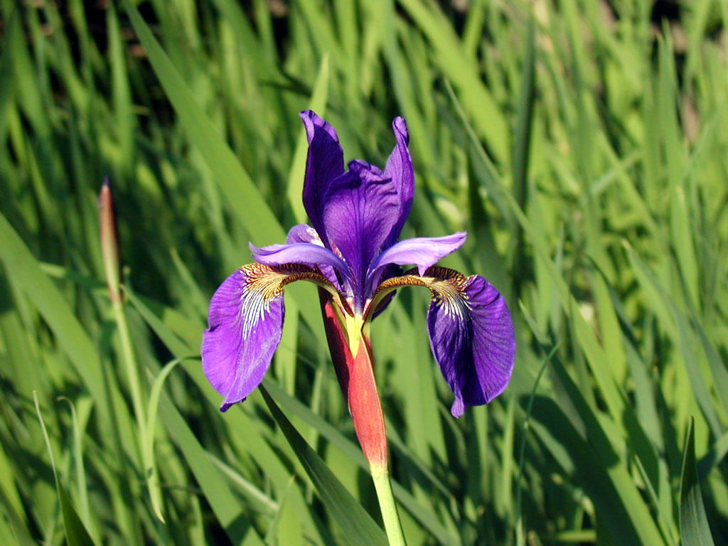 Morning Iris