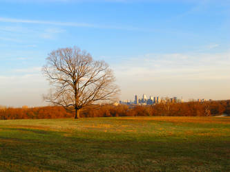 City Tree