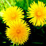 Dandelion's Shine