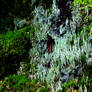 Lichen forest