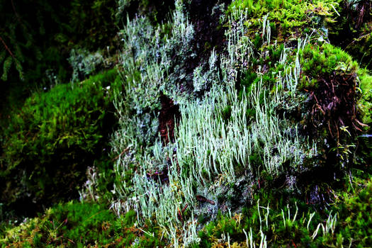 Lichen forest