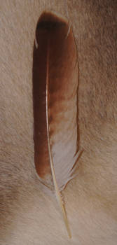 Red-tailed Hawk tail feather