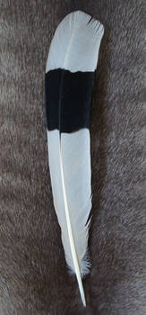 Great Hornbill tail feather