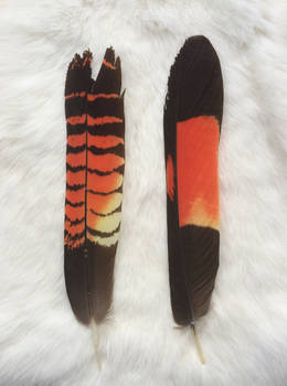 Two red-tailed black cockatoo feathers