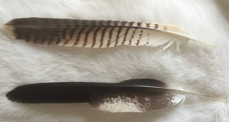 Juvenile Harris Hawk Feathers