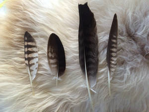 New Feathers