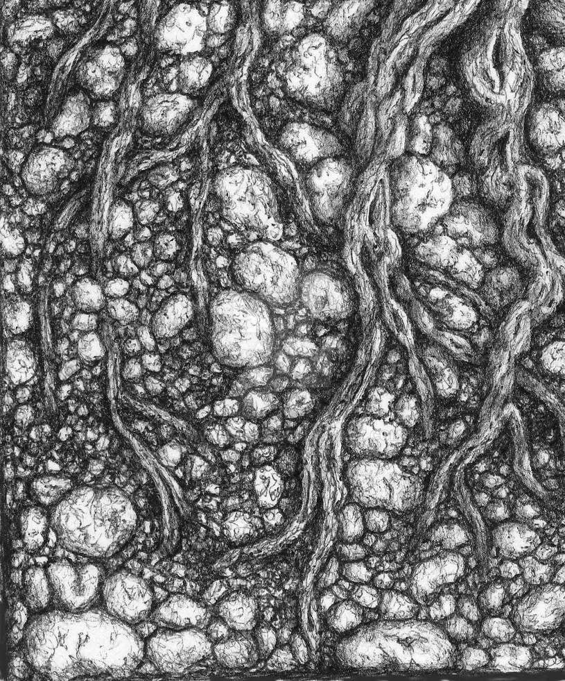Roots by tmvallance Roots by tmvallance
