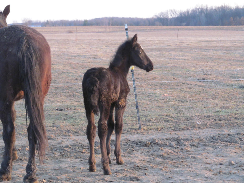 Filly foal: STOCK