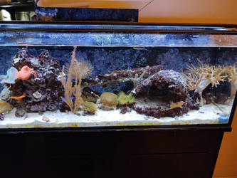 Saltwater Reef