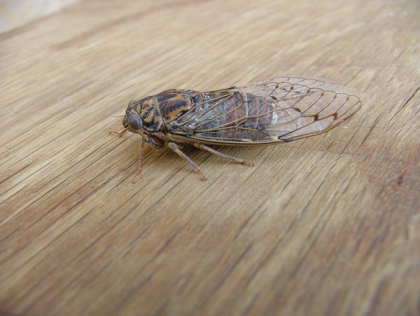 Cicada