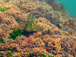 Rusty Blenny