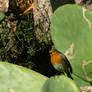 Robin on Prickly Pear cactus