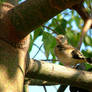 Juvenile Goldfinch