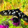 Nine-Spotted Moth