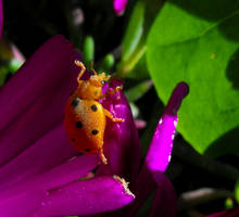 Gourd LadyBird