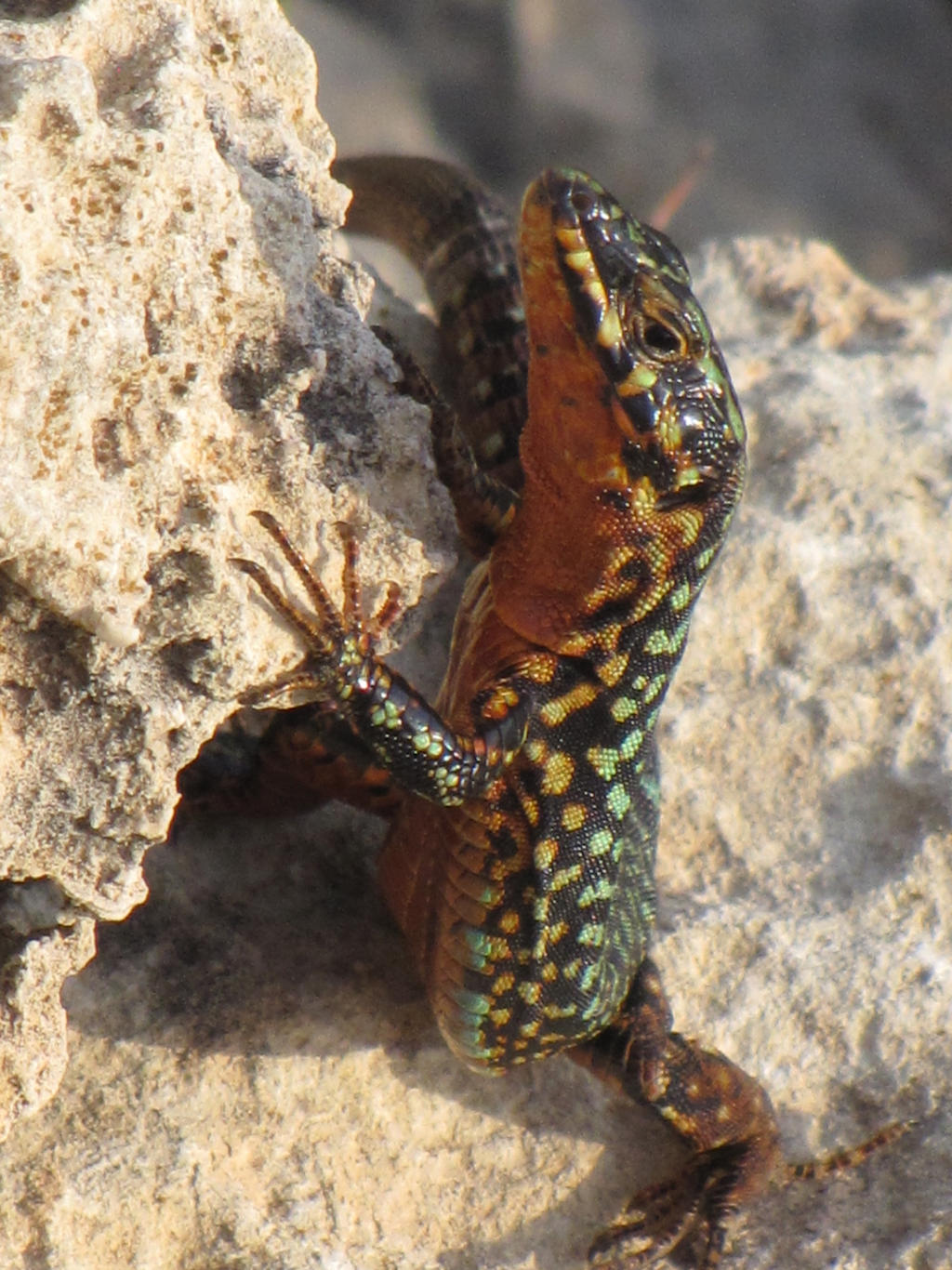 Fungus Rock Lizard Male