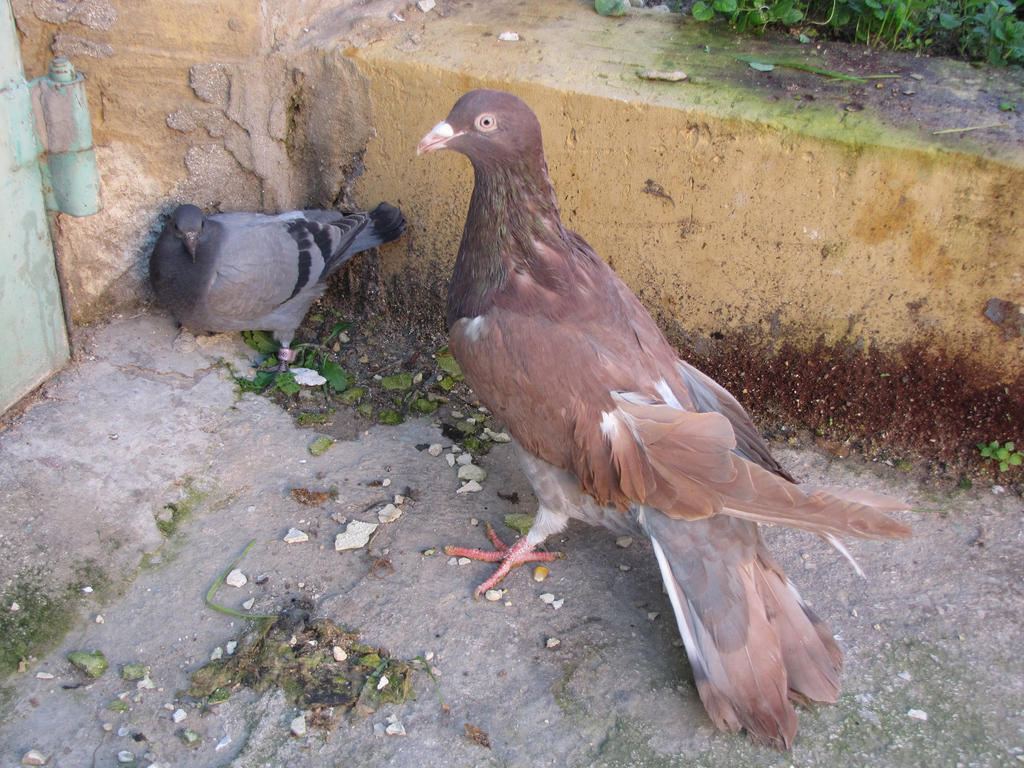 Italian giant Compared to a Rock dove