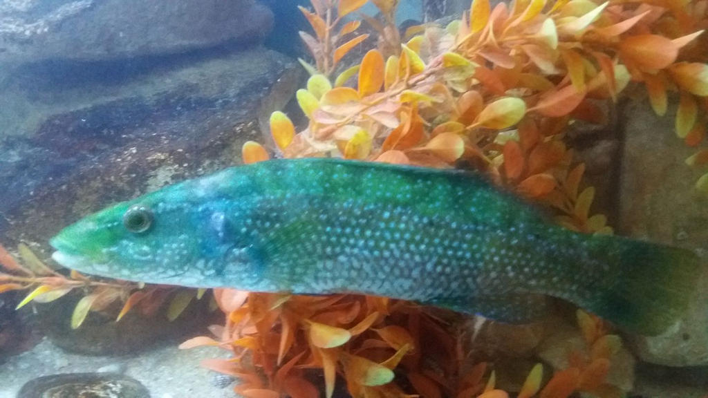 Balen Fish Ballan Wrasse color morph (A) by Faunamelitensis on DeviantArt