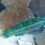 Ballan Wrasse color morph (B)