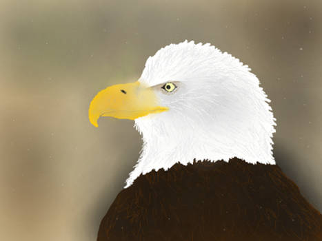 Bald Eagle 